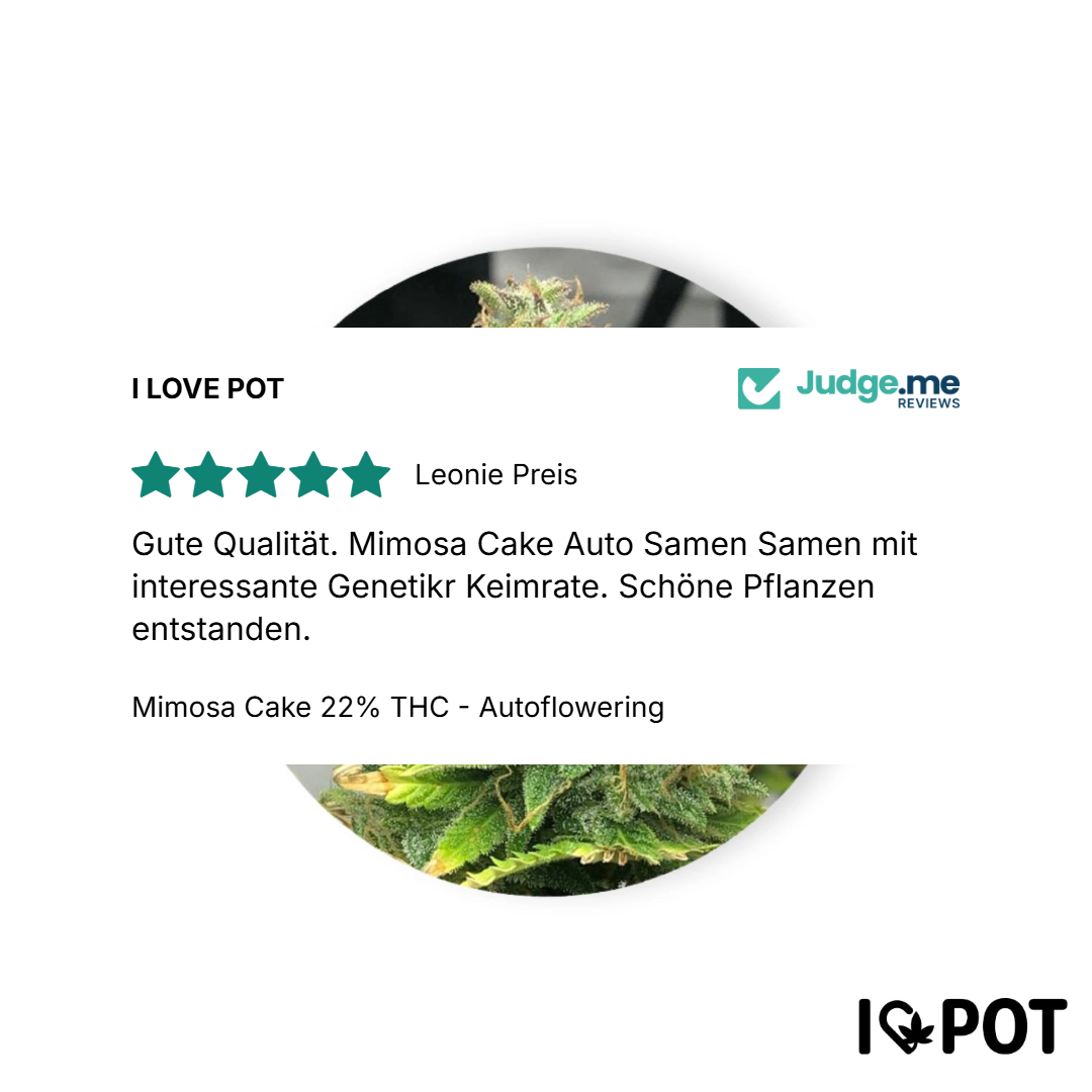Mimosa Cake 22 % THC - Autofloraison