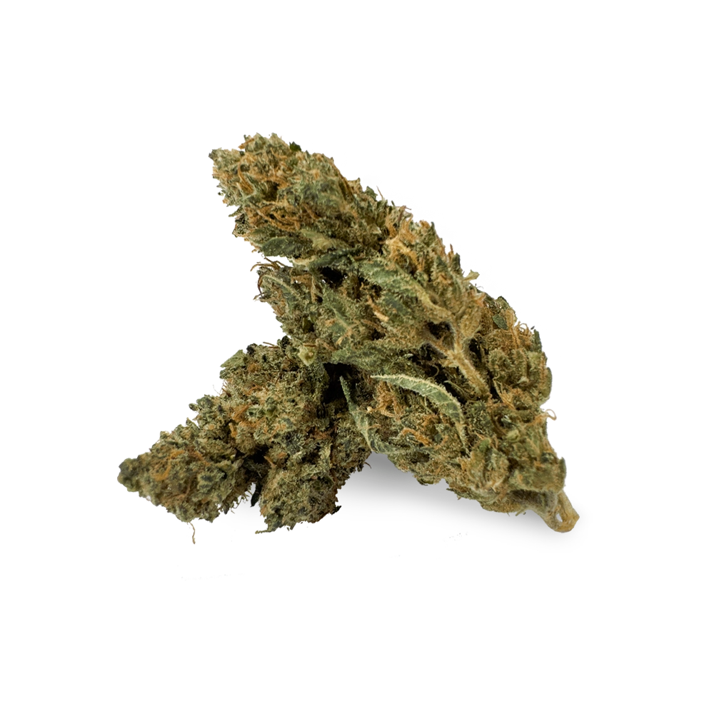 HHZ Premium Blossom Super Silver Haze – green, densely dusted cannabis blossom with orange hairs on a white background...