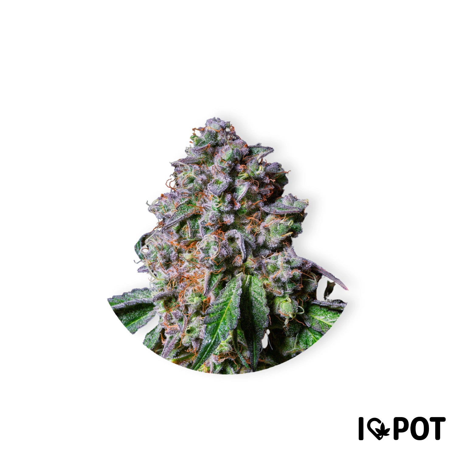 LA Macedonia 28 % de fleurs de cannabis avec des trichomes denses, des feuilles vertes et des nuances violettes sur fond blanc de ...