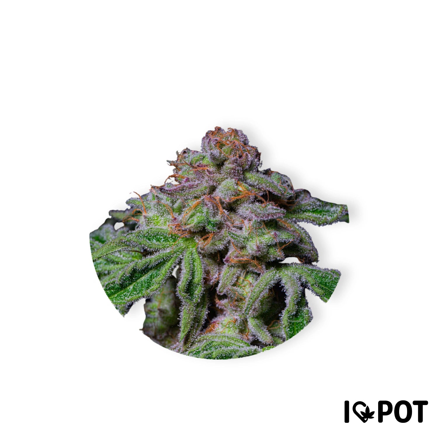 Fleurs de cannabis Sour Aloha avec des trichomes verts et pourpres sur fond blanc, I LOVE POT Shop.