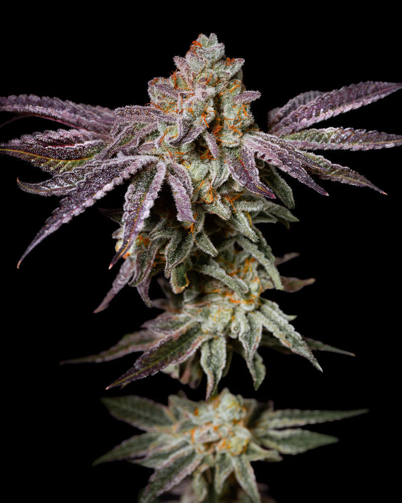 Insanity OG Cannabis Fleurs avec 30 % de THC, densément recouverte de trichomes, coloration pourpre et verte, féminisée par I Love...