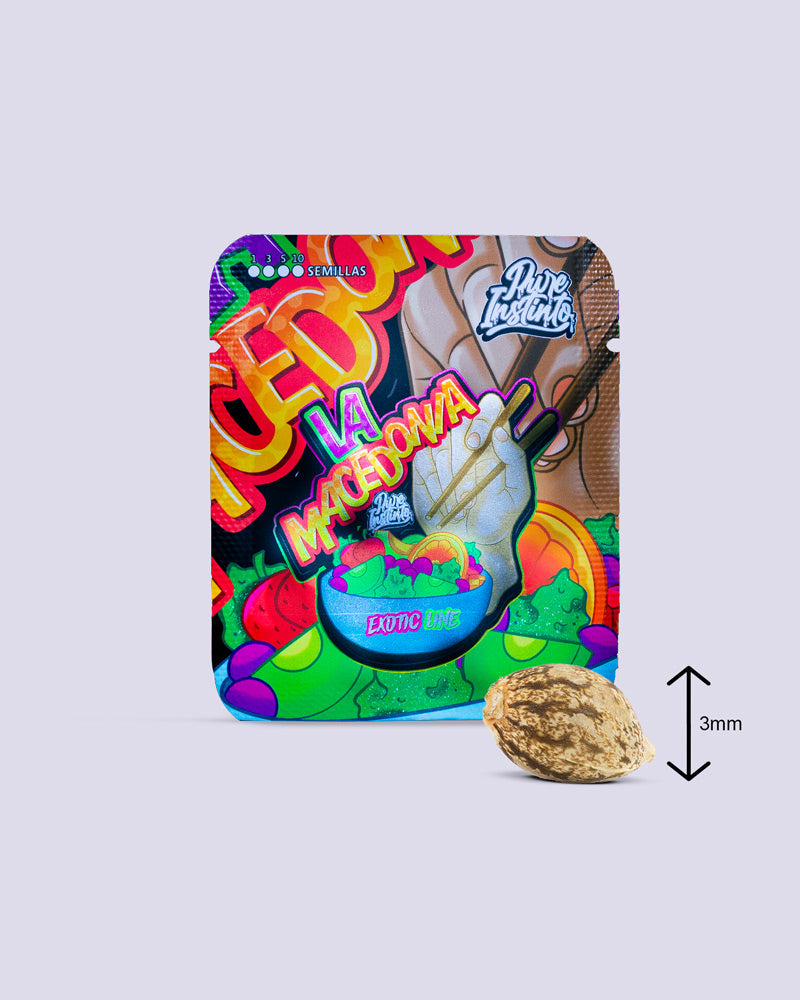 La Macedonia 28 % THC graines féminisées de I LOVE POT avec un emballage coloré, comparaison de taille, graines de 3 mm visibles.