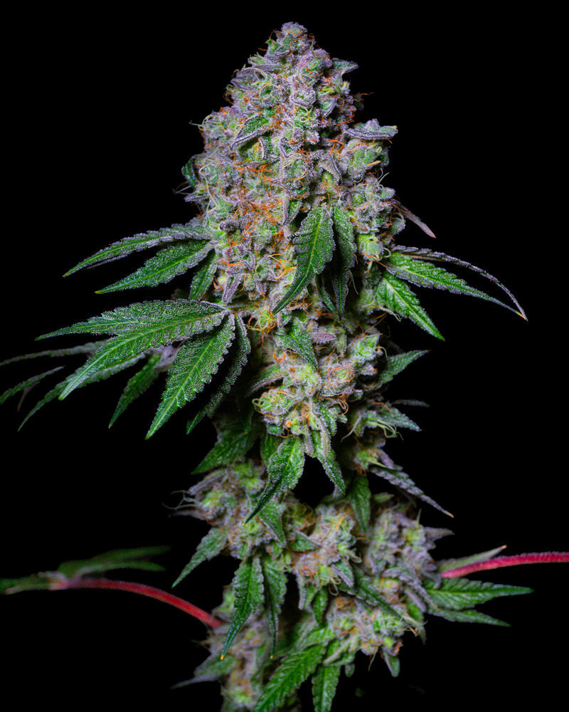 Kwiat konopi LA Macedonia 28% THC, gęsto pokryty kryształkami, zielonymi liśćmi i czerwonawymi znamionami na czarnym tle...
