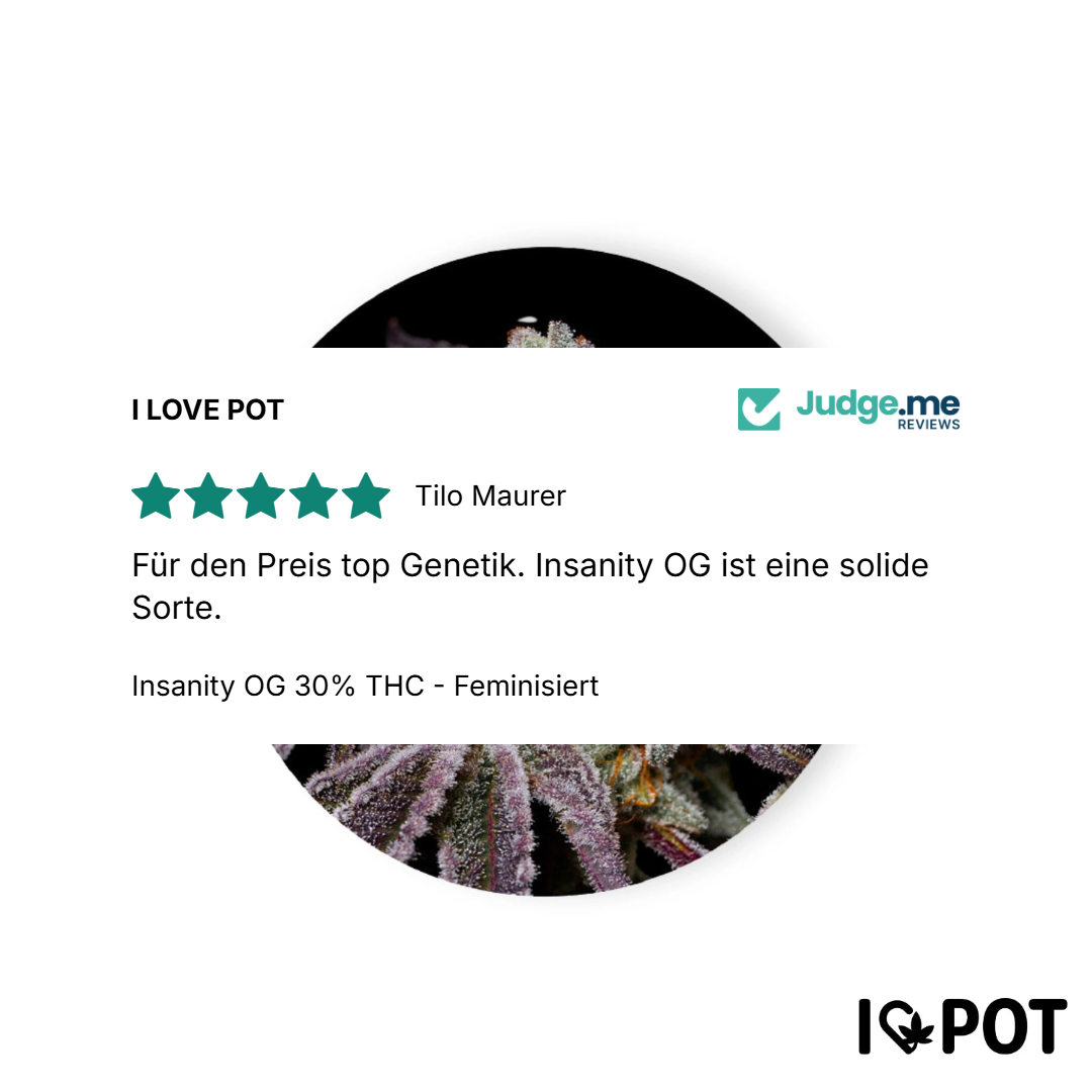 Insanity OG Nasiona Feminizowane 30% THC