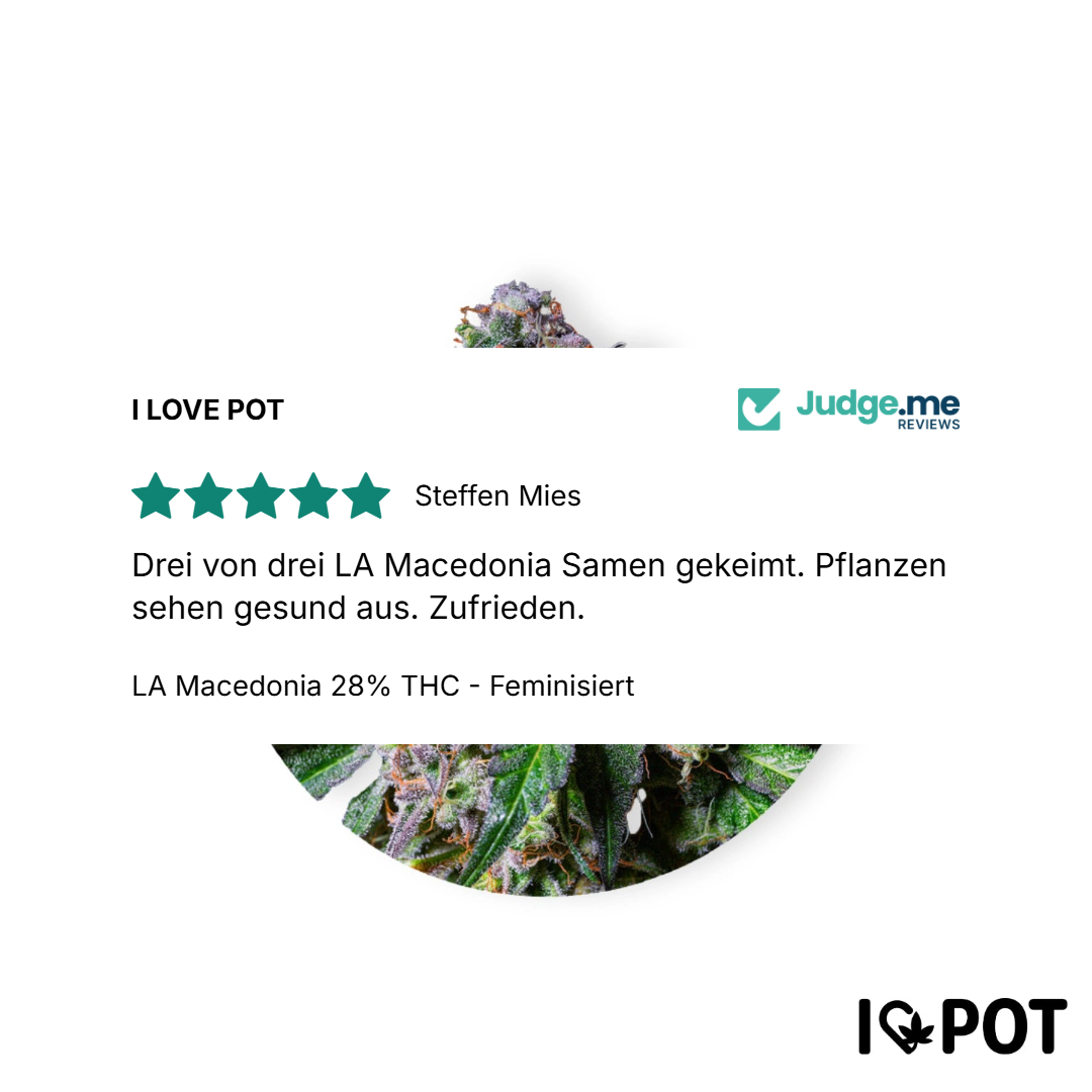 La Macedonia 28 % THC - Féminisée