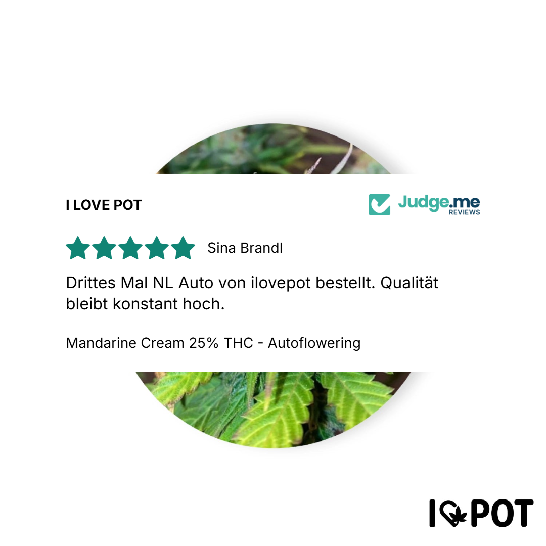 Mandarine Cream 25 % THC - Autofloraison