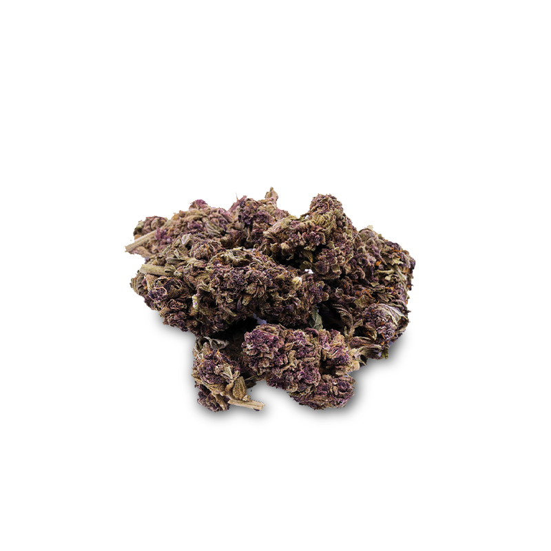 CBD-fleur Purple Haze de I LOVE POT - fleurs de cannabis séchées aux nuances pourpre et vert sur fond blanc.