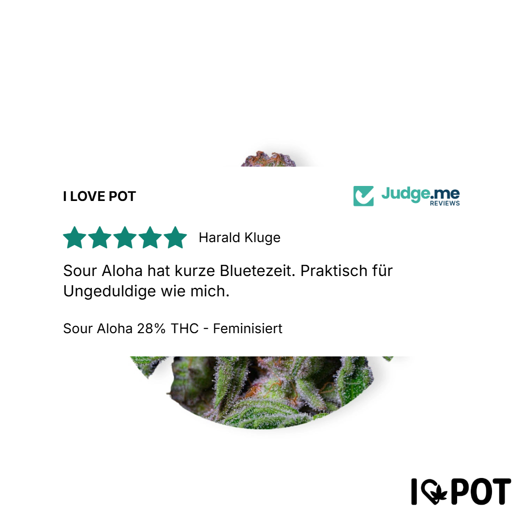 Sour Aloha 28% THC - Feminizada