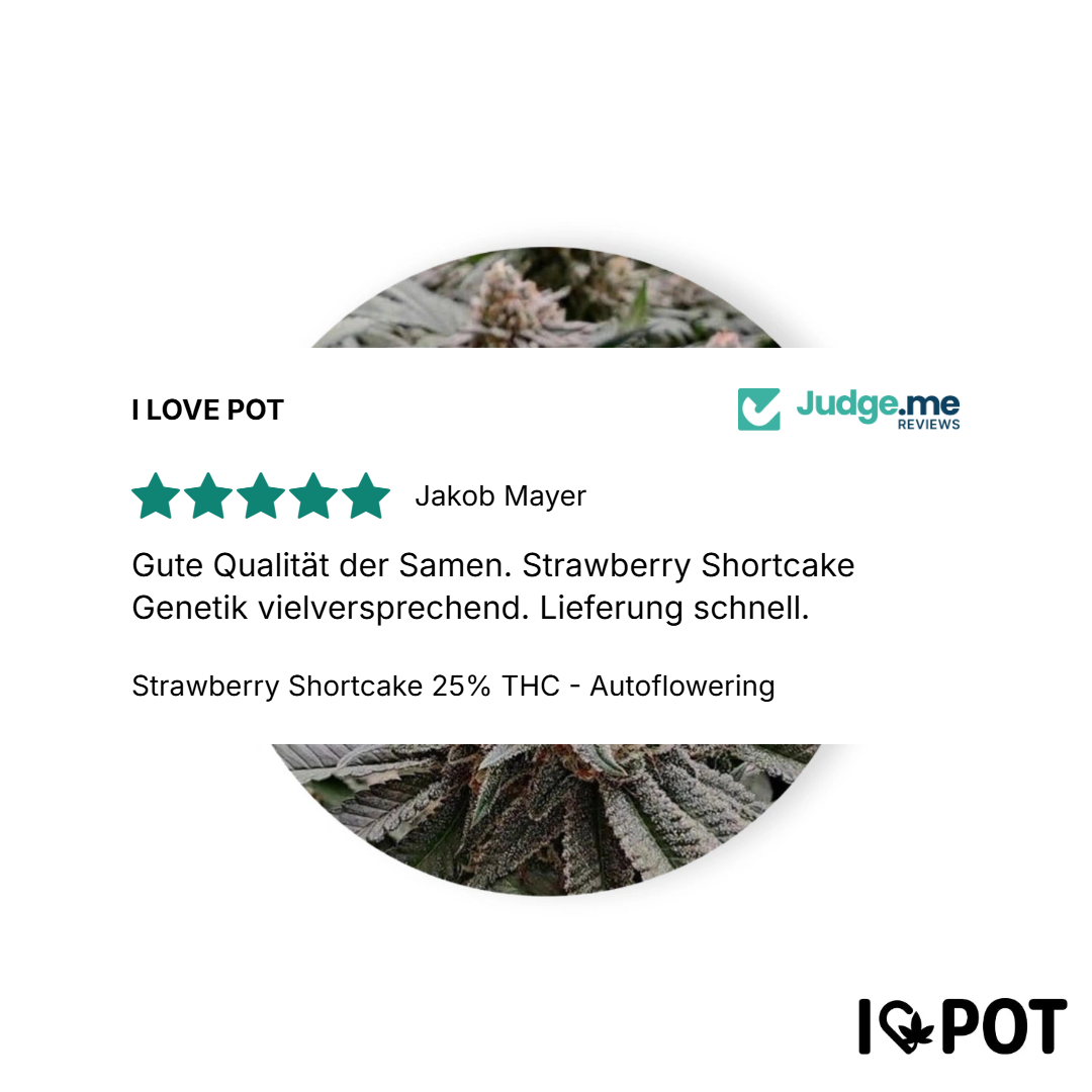 Strawberry Shortcake Autoflowering Cannabis Seeds 25% THC