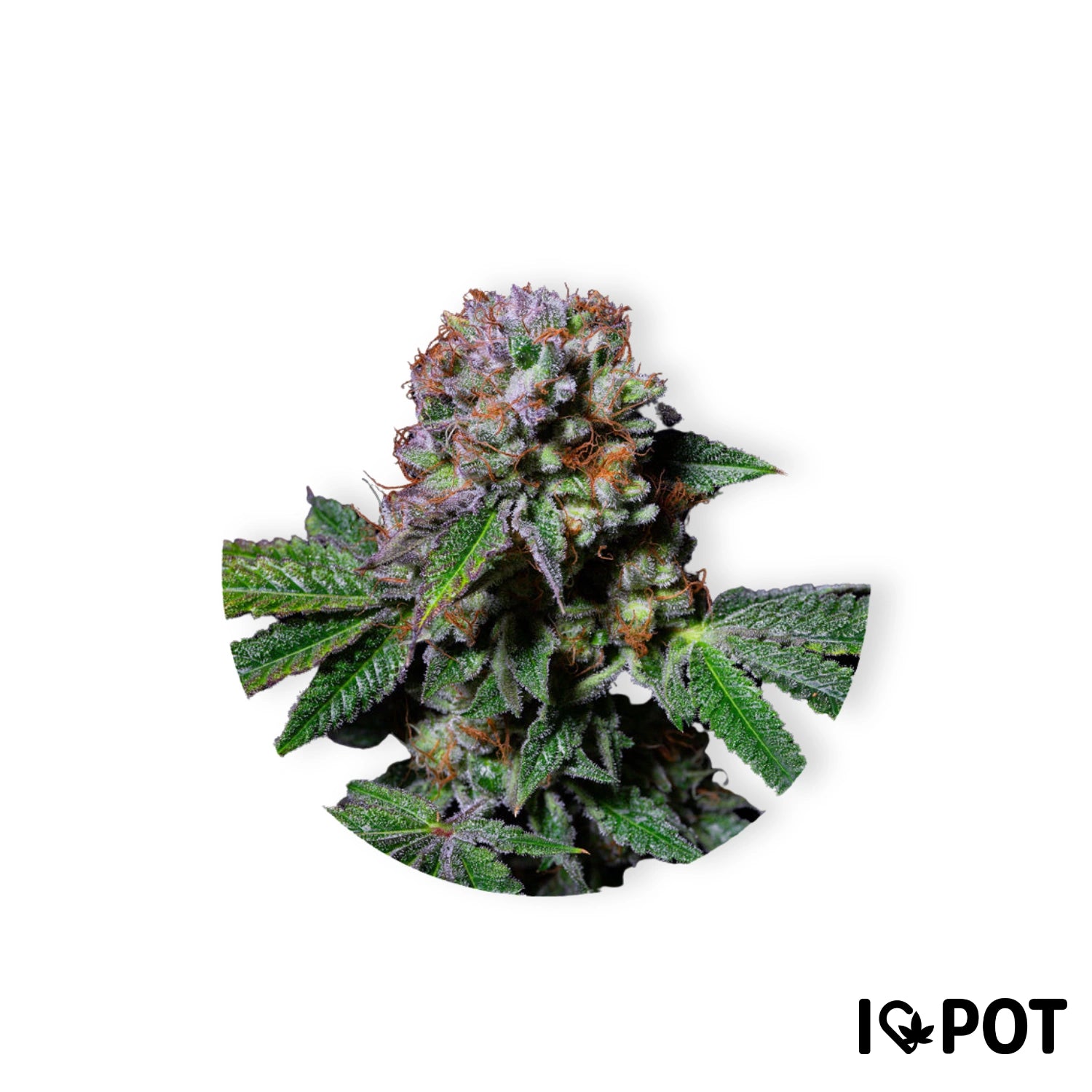 Aca-Dos Delight Cannabis Kwiaty z 30% THC, zielonymi liśćmi oraz fioletowo-czerwonymi pąkami kwiatowymi od I LOVE POT