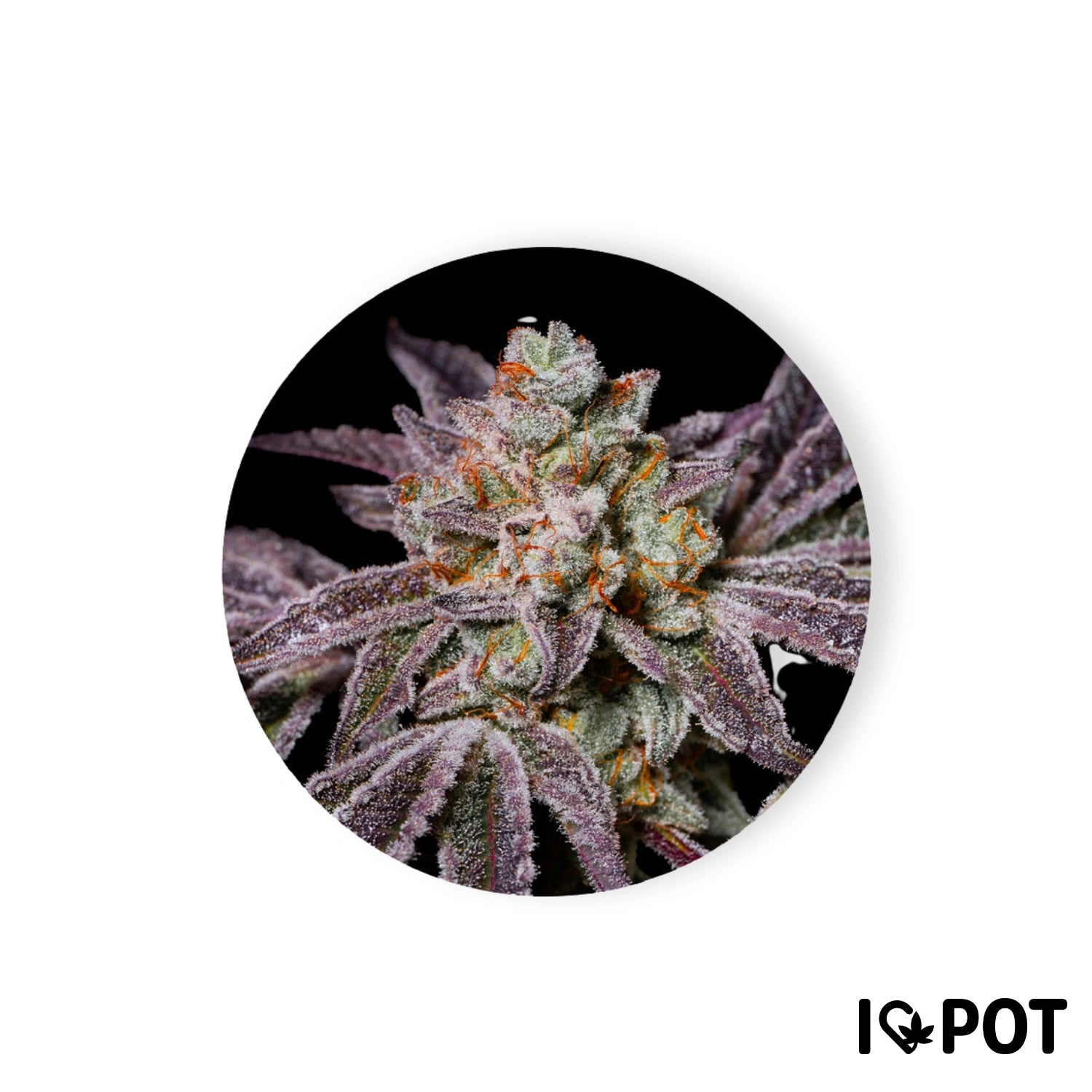 Insanity OG Cannabis-Fleurs avec une couverture dense de trichomes, une coloration violet-vert, une teneur en THC de 30 %, féminisée de I LOVE POT