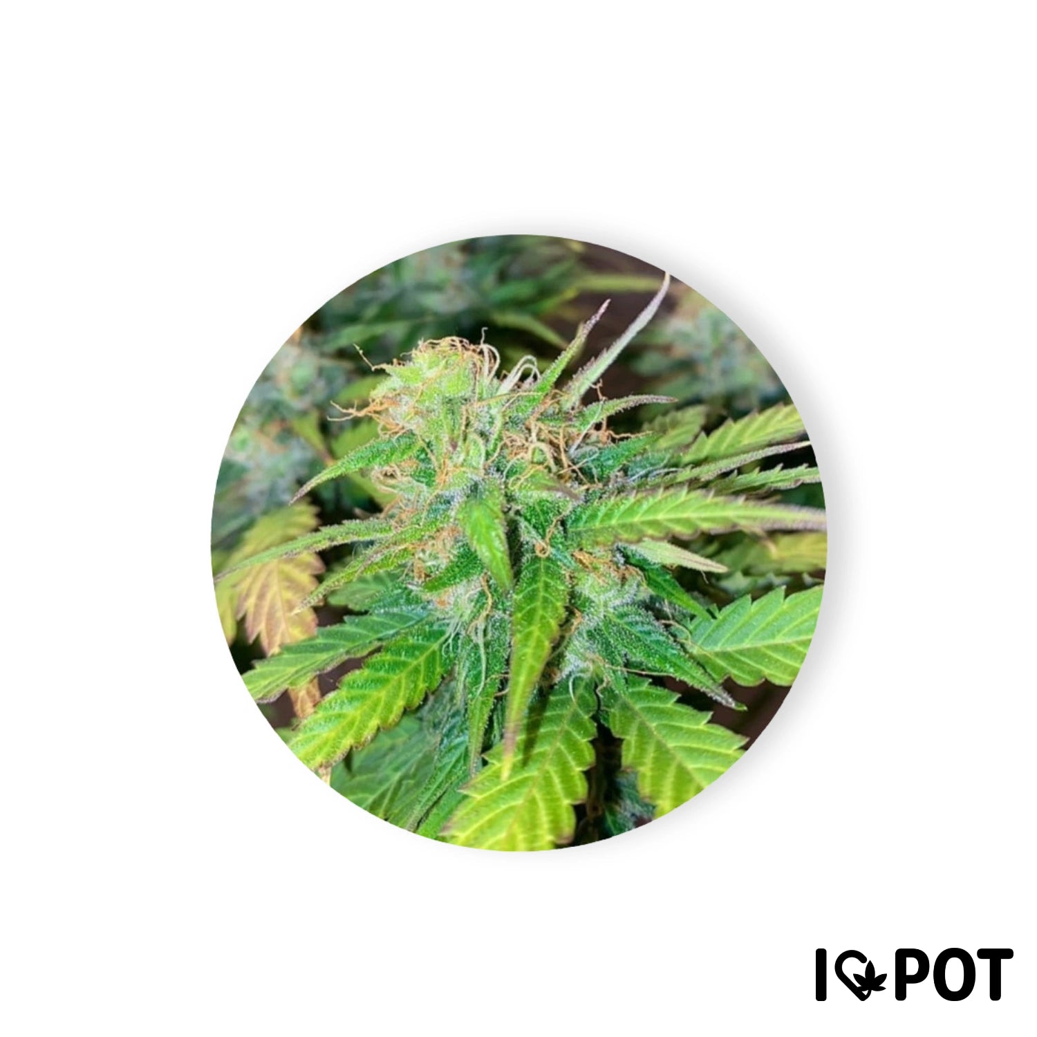 Mandarine Cream 25 % THC Autofloraison fleur de cannabis avec des feuilles vertes et des têtes résineuses de I LOVE POT
