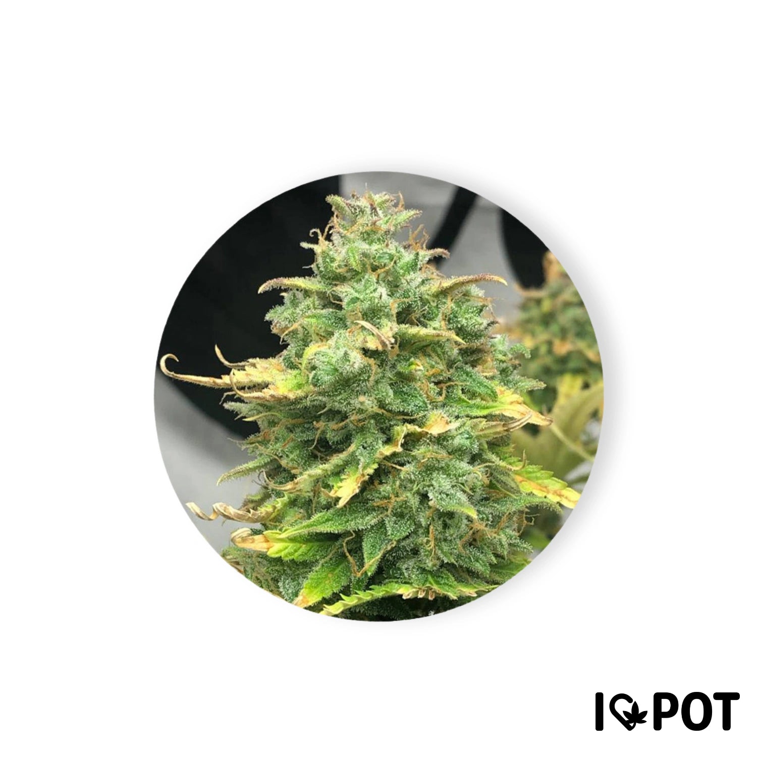 Gâteau Mimosa 22 % THC Autofloraison Cannabis Fleurs avec des têtes vertes et résineuses et des pointes de feuilles jaunes de I LOVE POT.