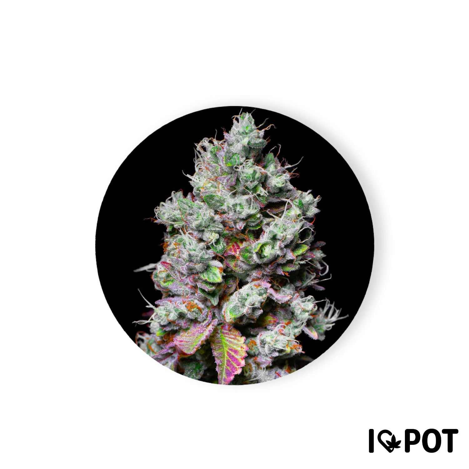Fleur de cannabis Mochi 28 % THC féminisée avec des têtes denses, des nuances vertes et violettes sur fond noir chez...