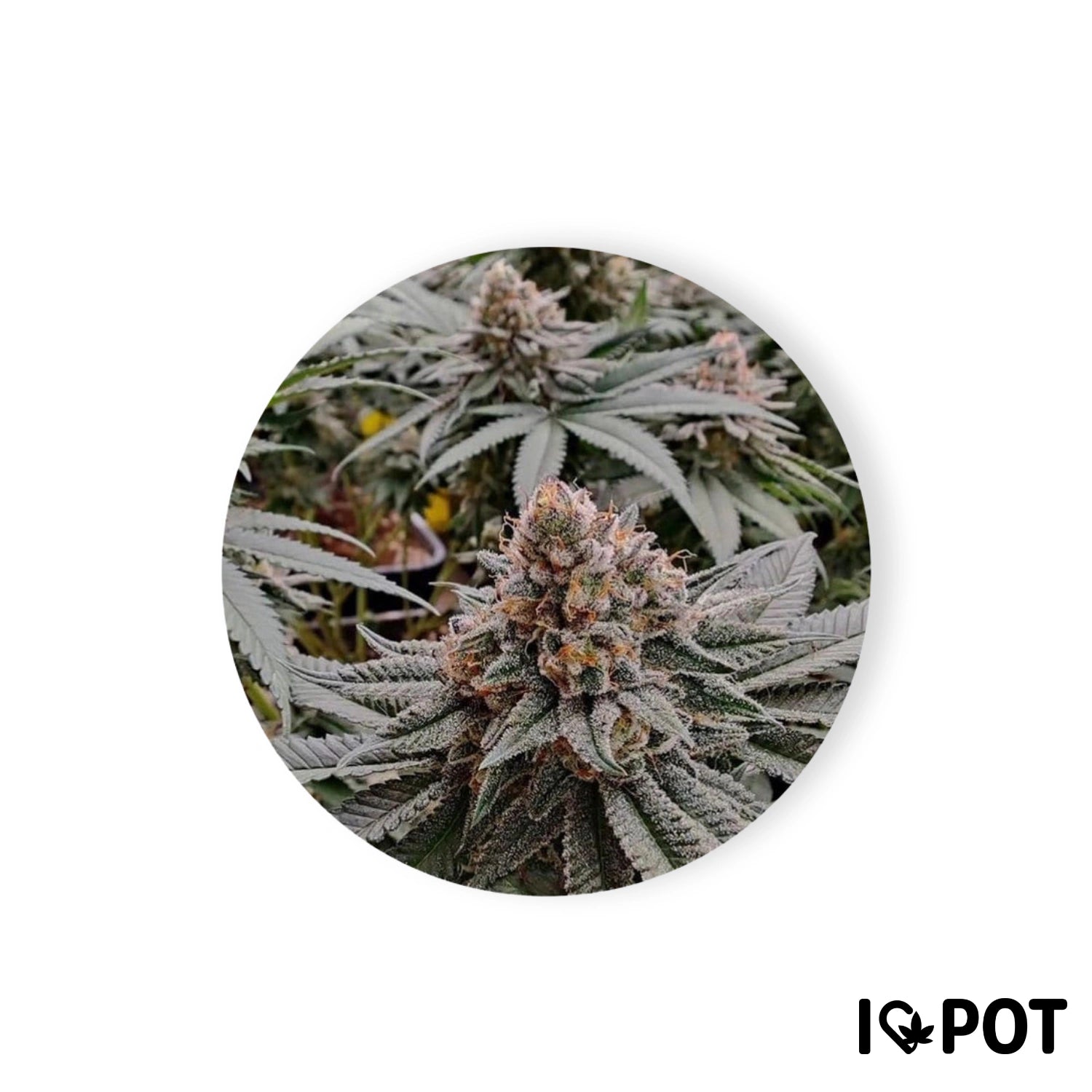 Strawberry Shortcake Autofloraison Fleurs avec des trichomes cristallins, une inflorescence dense rose et blanche et des feuilles vertes ...