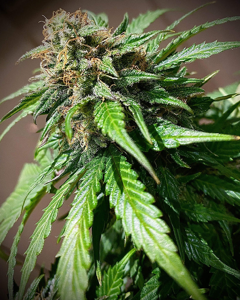 Crème de mandarine 25 % THC fleurs de cannabis autofloraison avec des feuilles vertes et des trichomes cristallins de I LOVE POT.