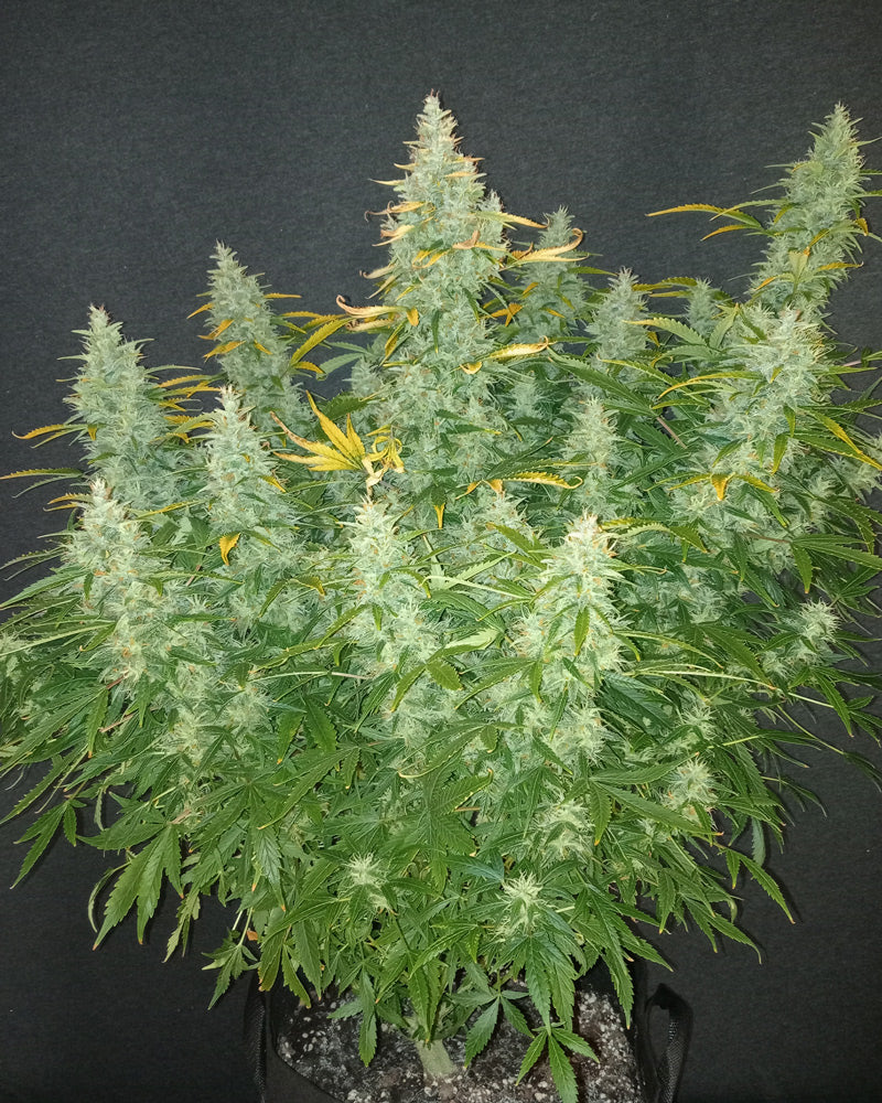 Plante de Mimosa Cake Autofloraison avec des feuilles vertes luxuriantes et des inflorescences blanches dans un pot de culture, I LOVE POT ...