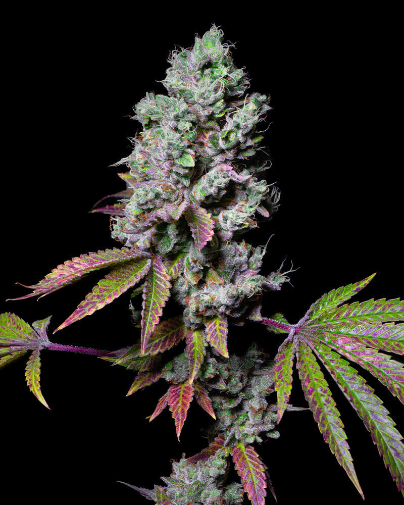 Fleurs de cannabis Mochi avec 28 % de THC - graines féminisées de I LOVE POT. Bourgeons denses avec des nuances vertes et violettes...