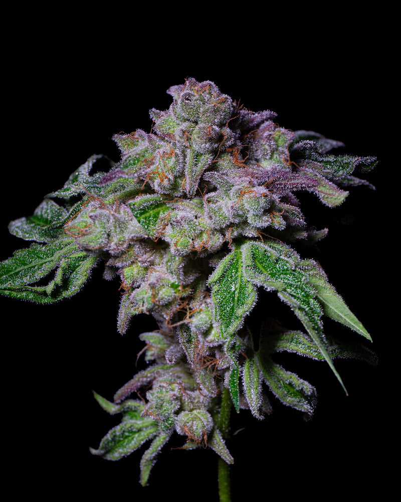 Sour Aloha Cannabis Kwiaty 28% THC z zielonymi liśćmi i fioletowymi trichomami na czarnym tle od I LOVE POT.