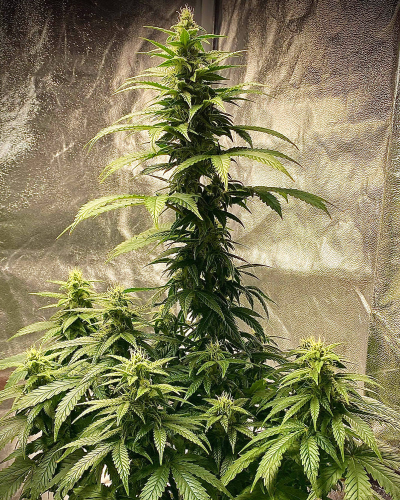 Plante de cannabis Strawberry Shortcake autofloraison avec des feuilles vertes et des débuts de fleurs sous lampe de culture de I LOVE POT.